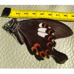 Vlinder Popilio Lormieri